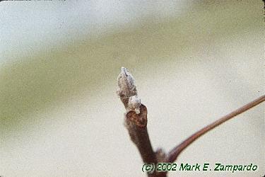 Juglans nigra
