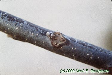 Juglans nigra