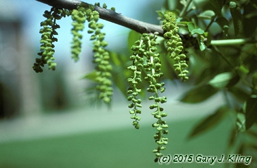 Juglans nigra
