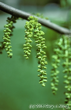 Juglans nigra