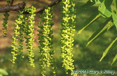 Juglans nigra