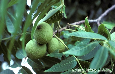 Juglans nigra