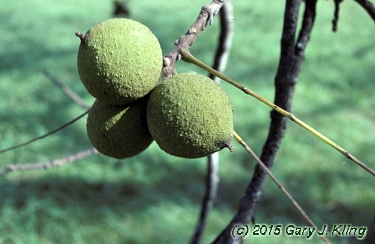 Juglans nigra