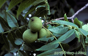 Juglans nigra