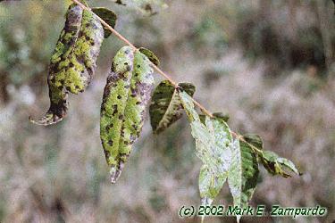 Juglans nigra