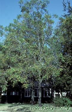 Juglans nigra