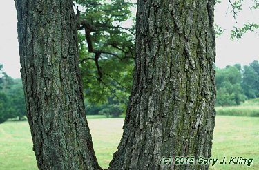 Juglans nigra