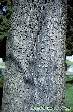 Juglans nigra