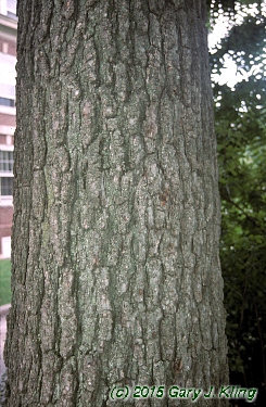 Juglans nigra