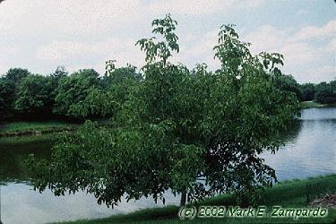 Juglans regia