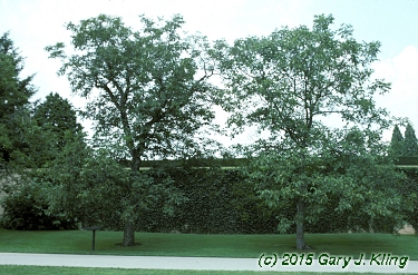Juglans regia
