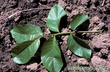 Juglans regia