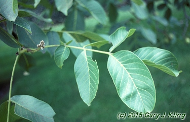 Juglans regia