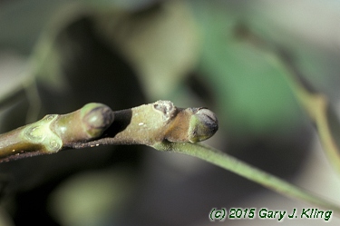 Juglans regia