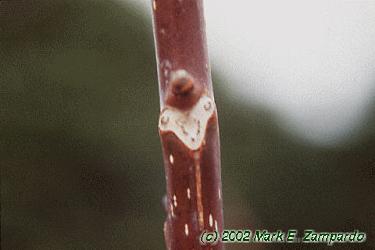 Juglans regia
