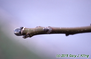 Juglans regia