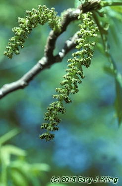 Juglans regia