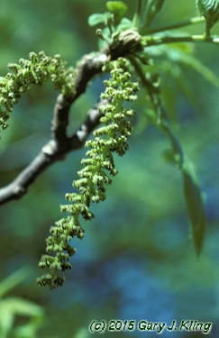Juglans regia
