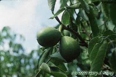 Juglans regia