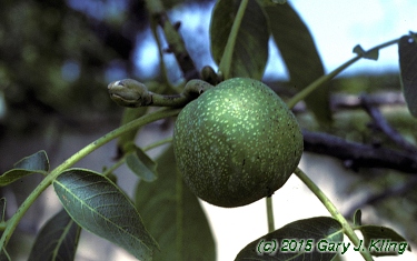 Juglans regia