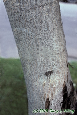 Juglans regia