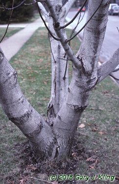 Juglans regia
