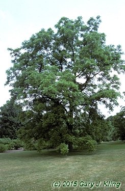 Juglans nigra