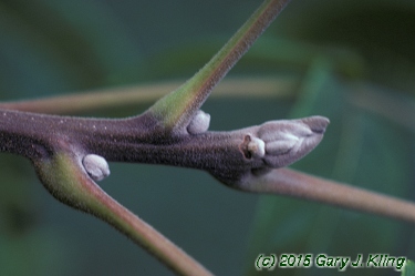 Juglans nigra