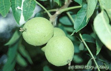 Juglans nigra