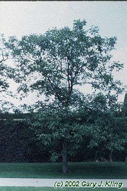 Juglans regia