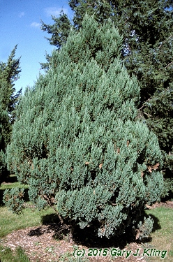 Juniperus chinensis 'Pyramidalis' habit: UIPLANTS