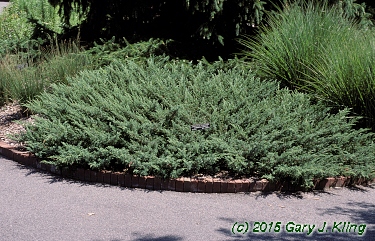 Juniperus communis