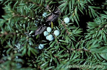 Juniperus communis