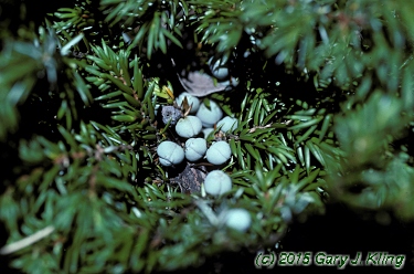 Juniperus communis