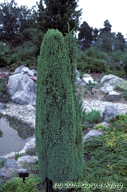 Juniperus communis 'Compressa' habit: UIPLANTS