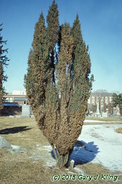 Juniperus communis 'Hibernica'