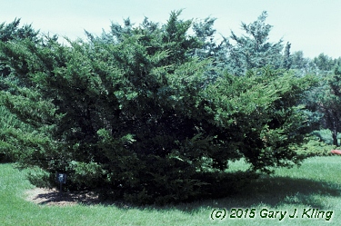 Juniperus x pfitzeriana 'Mint Julep'