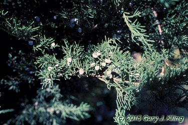 Juniperus x pfitzeriana 'Mint Julep'
