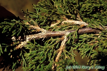 Juniperus virginiana