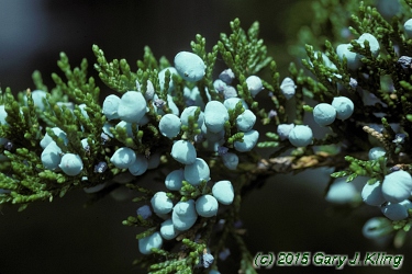 Juniperus virginiana