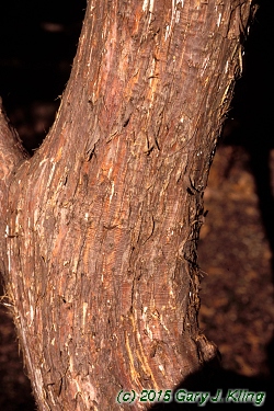 Juniperus virginiana