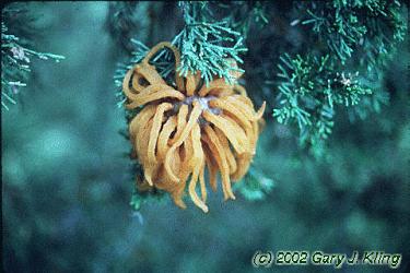 Juniperus virginiana