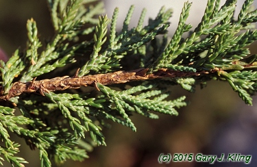 Juniperus chinensis