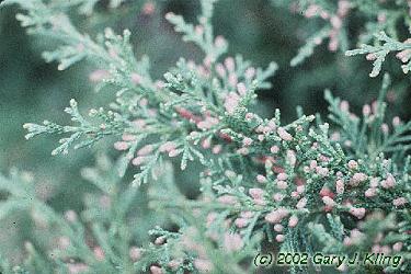 Juniperus chinensis