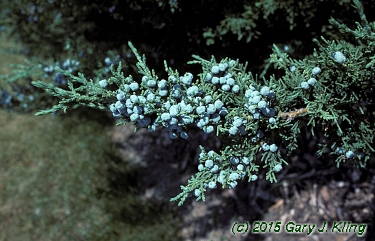 Juniperus chinensis