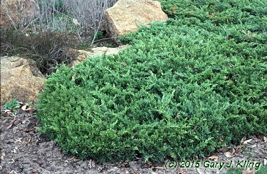 Juniperus chinensis 'San Jose'