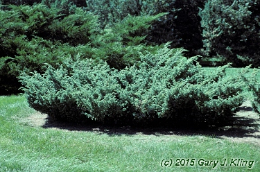 Juniperus communis