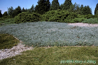 Juniperus horizontalis 'Hughes'