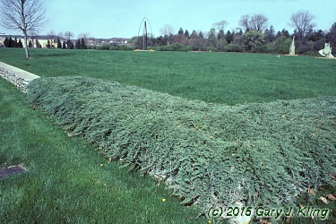 Juniperus horizontalis 'Wiltonii'