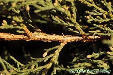 Juniperus x pfitzeriana 'Wilhelm Pfitzer'